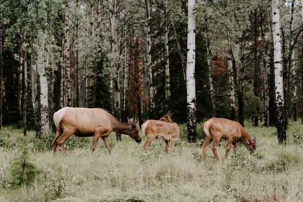Wildbiologie und Jagd: Ihr Schlüssel zur Nachhaltigkeit