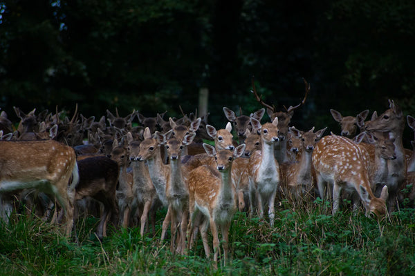 Die gesellschaftlichen Aspekte der Jagd im modernen Leben
