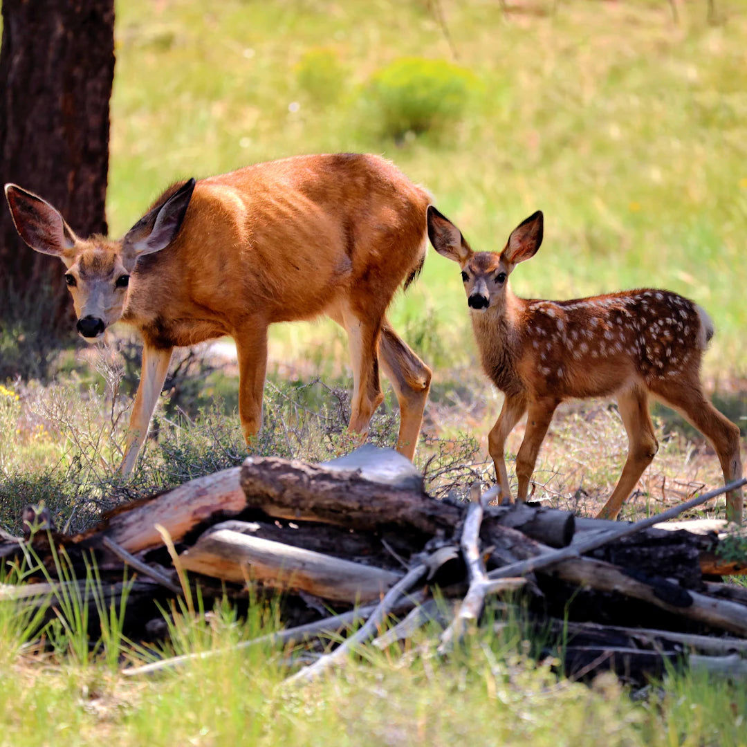 Kampf gegen Wildschäden durch effektive Jagdmethoden