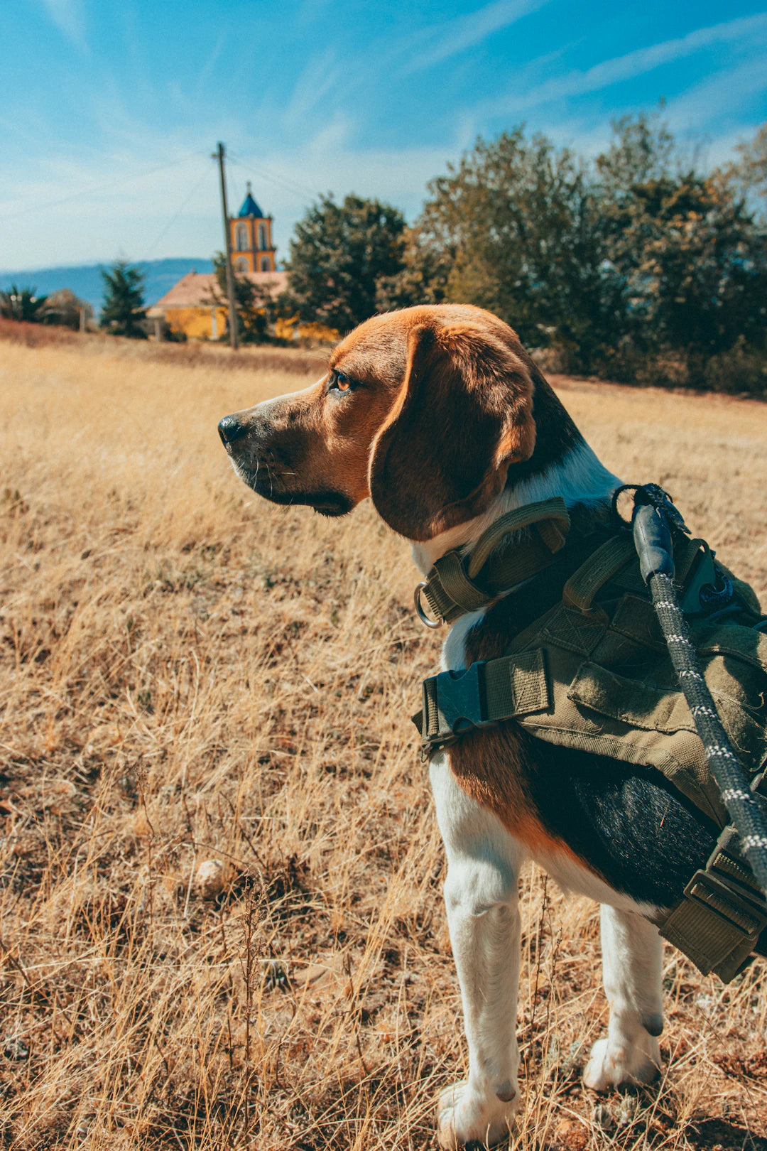 Optimale Ausrüstung für die Jagd mit dem Hund