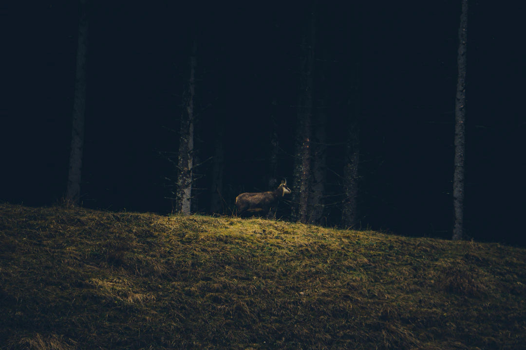 Unvergessliche Jagdmomente mit Nachtsichtgeräten