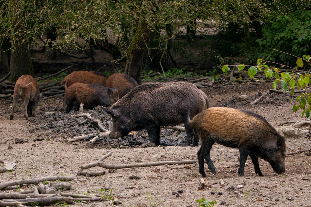 Die besten Utensilien für die Wildschweinjagd