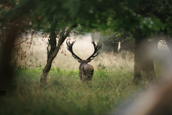 Die Ethik der Jagd: Verantwortungsvoll durch den Wald
