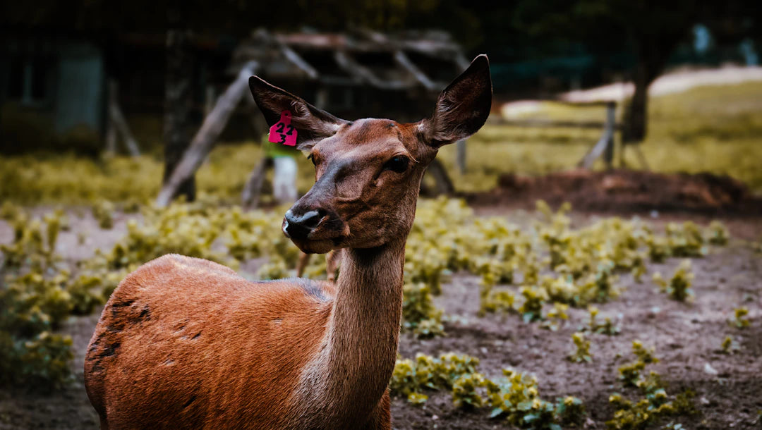 Wildtiermanagement und seine Auswirkungen auf die Jagd