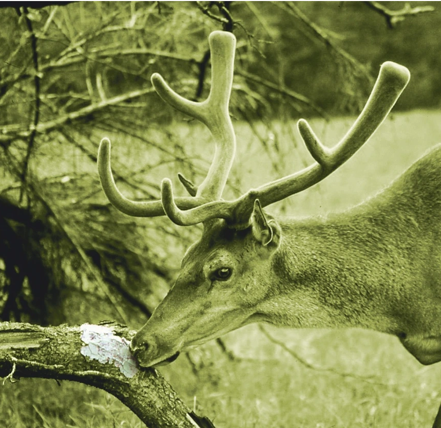 Deusa Salzpaste – witterungsintensiv mit Anisaroma, 2 kg