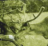 Deusa Salzpaste – witterungsintensiv mit Anisaroma, 2 kg