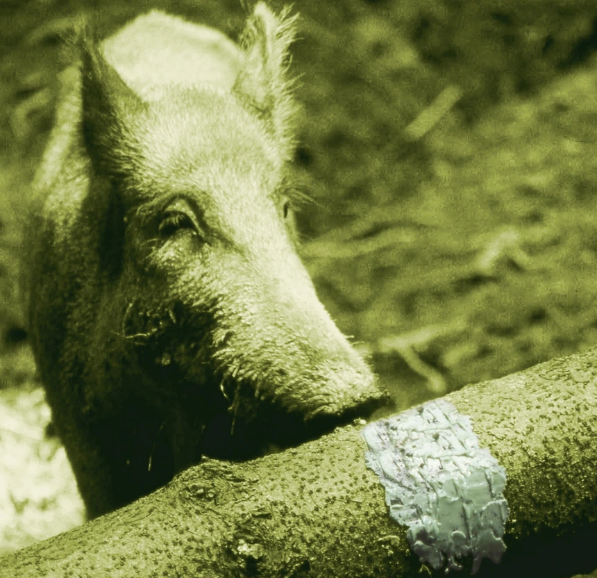 Deusa Salzpaste – witterungsintensiv mit Anisaroma, 2 kg